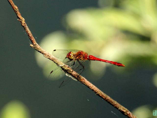 batie-sympetrum-sanguineum-mthiberville.jpg
